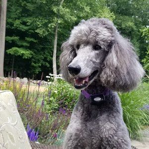 Meet your Posher, Michael